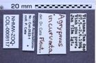 Etiketten zu Agrypnus incurvatus (NHMW-ZOO-COL-0008117)